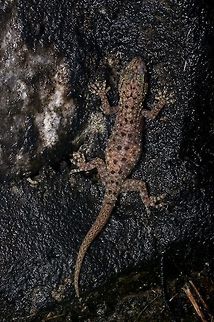 Spotted House Gecko (Gekko monarchus) with regenerated tail These geckos are one of the species of geckos easily found on human-built structures in SE Asia. I was happy to also see a few of them in the rainforest. Gekko monarchus,Geotagged,Malaysia,Winter