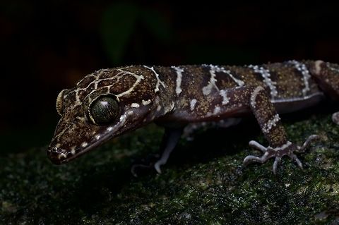 Close-up of a Peters's Bent-toed Gecko These large, beautiful geckos were reasonably common in the right habitat. We would see at least two or three each night. Cyrtodactylus consobrinus,Geotagged,Malaysia,Peters's Bent-toed Gecko,Winter