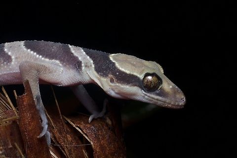 Southern Titiwangsa Bent-toed Gecko