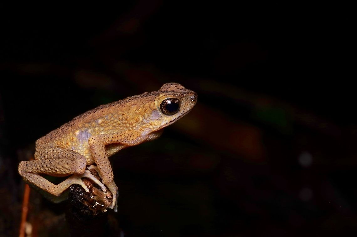 Brown Slender Toad on the lookout This long-leggedy toad was perched on a small stick near a rapid stream. It is probably a male out looking for some female toad companionship. Ansonia leptopus,Geotagged,Malaysia,Winter
