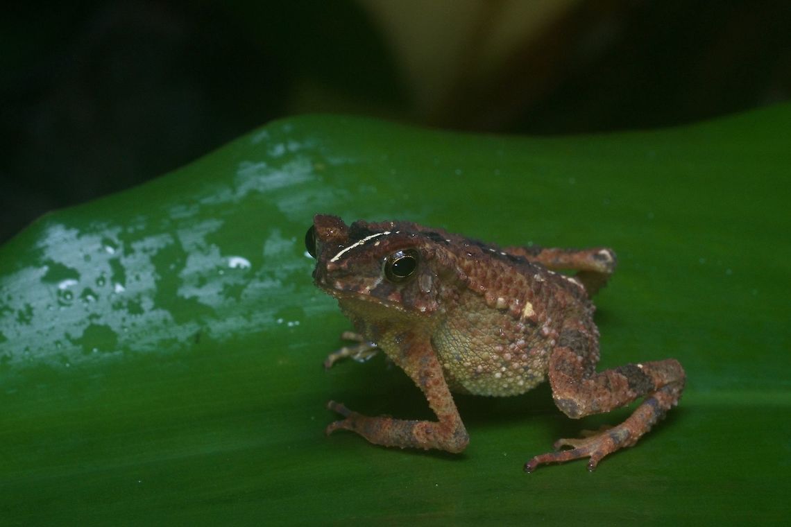 My precioussssss When I took this photo, I thought it was just another of the common Lesser Stream Toads (Ingerophrynus parvus) that I had seen many of. But the vertebral stripe identified it as the much less commonly seen Gollum Toad. Geotagged,Gollums toad,Ingerophrynus gollum,Malaysia,Winter