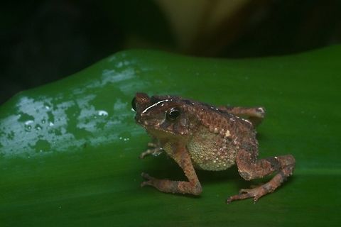 My precioussssss When I took this photo, I thought it was just another of the common Lesser Stream Toads (Ingerophrynus parvus) that I had seen many of. But the vertebral stripe identified it as the much less commonly seen Gollum Toad. Geotagged,Gollums toad,Ingerophrynus gollum,Malaysia,Winter