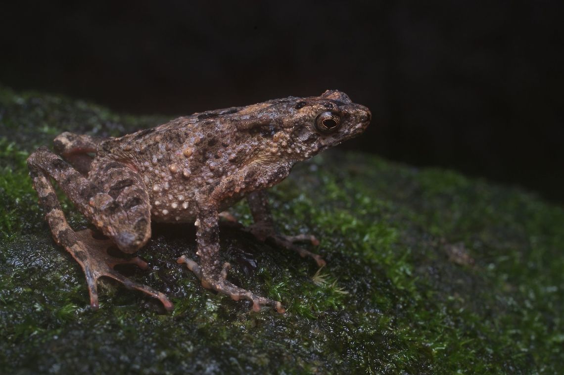 Cross Toad on a mossy boulder It&#039;s not angry, it&#039;s a &quot;cross toad&quot; because of the pattern on its back. It was perched on a very large boulder overlooking a rapid stream. Cross toad,Geotagged,Leptophryne borbonica,Malaysia,Winter