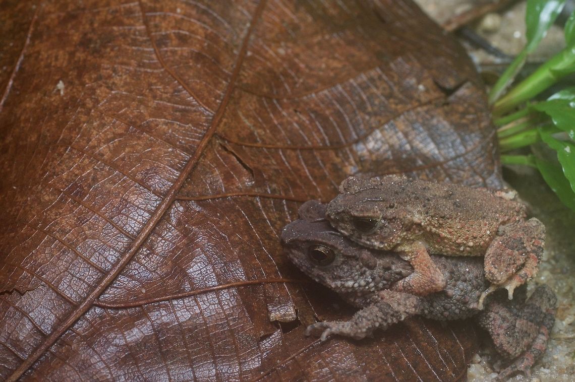 Lesser Stream Toads in amplexus I saw many different species of toads in Malaysia, but I saw more of these than any others. Perhaps more than all others combined. Geotagged,Ingerophrynus parvus,Malaysia,Winter