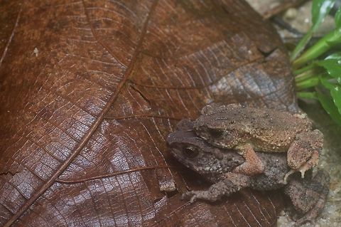 Lesser Stream Toads in amplexus I saw many different species of toads in Malaysia, but I saw more of these than any others. Perhaps more than all others combined. Geotagged,Ingerophrynus parvus,Malaysia,Winter