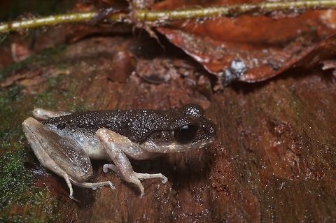A Sarawak Slender Litter Frog lying in wait It was posed this way at the edge of a trail. Like other members of this family of frogs, these guys tend to sit perfectly still in the leaf litter waiting for prey to approach. Geotagged,Leptolalax gracilis,Malaysia,Winter