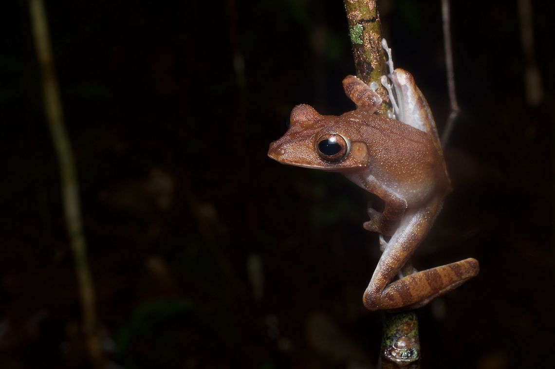 Collette's Tree Frog ready to leap I love this pose, which I've seen on many species of tropical arboreal frogs. Sometimes they will hold the pose indefinitely, but often they will leap away if you approach too closely. Geotagged,Malaysia,Polypedates colletti,Winter