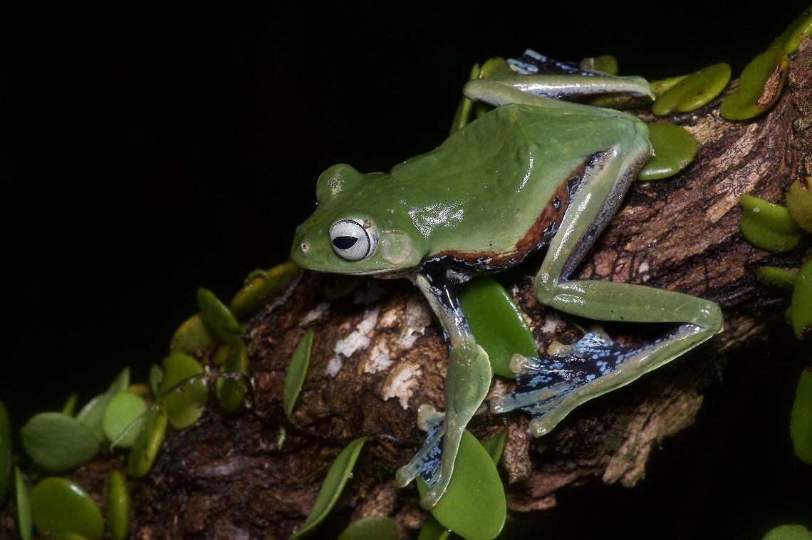 Norhayati's Flying Frog showing its colors My friend Kurt recognized the call of this frog from high up in a tree. We then spotted it, and encouraged it to jump down closer to us using a very long branch. After some photos, we returned it to its original tree (though lower down than where it started). Geotagged,Malaysia,Norhayati's Flying Frog,Rhacophorus norhayatii,Winter
