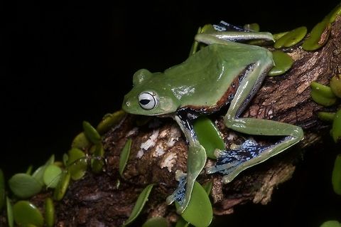 Norhayati's Flying Frog showing its colors My friend Kurt recognized the call of this frog from high up in a tree. We then spotted it, and encouraged it to jump down closer to us using a very long branch. After some photos, we returned it to its original tree (though lower down than where it started). Geotagged,Malaysia,Norhayati's Flying Frog,Rhacophorus norhayatii,Winter