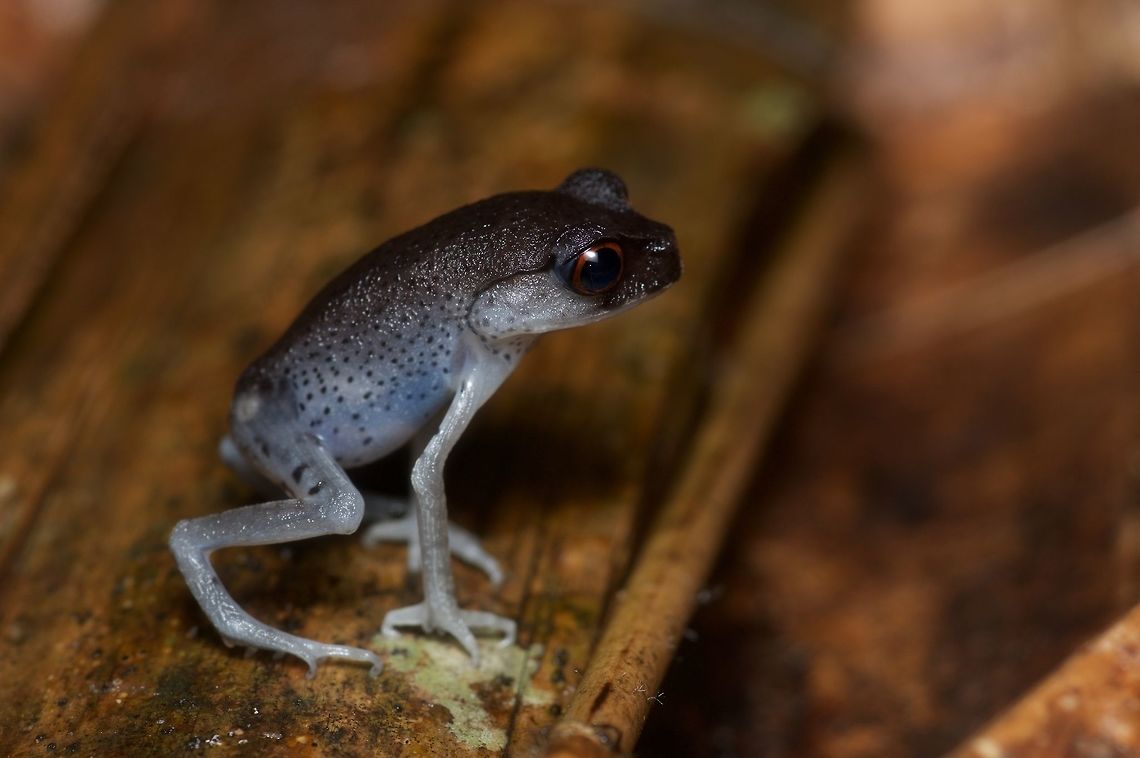 A Spotted Litter Frog stretched high This species stands in a particularly awkward-looking way while waiting for prey to come near. If disturbed, they will flatten down all the way and play dead. Geotagged,Leptobrachium hendricksoni,Malaysia,Winter