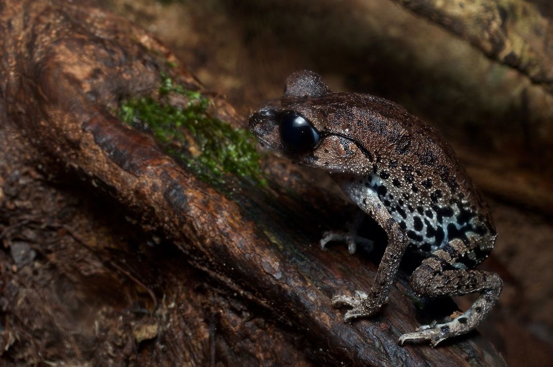 Inger's Black-eyed Litter Frog on the forest floor My what big dark eyes you have, grandma! Geotagged,Inger's Black-eyed Litter Frog,Leptobrachium ingeri,Malaysia,Winter