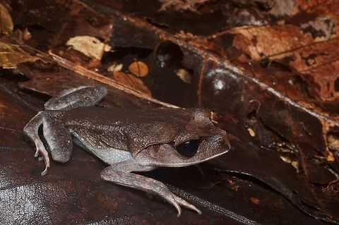 Lowland Litter Frog, low and in the litter These frogs have proportionately giant heads so they can swallow big prey. Geotagged,Leptobrachium abbotti,Malaysia,Winter