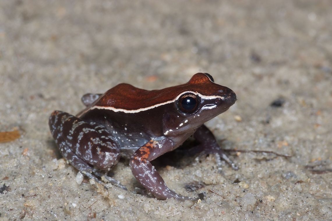 A handsome Mahogany Frog These are wary frogs, apt to leaping away quickly. This one was remarkably cooperative though as I got closer and closer for photos. Abavorana luctuosa,Geotagged,Mahogany Frog,Malaysia,Winter