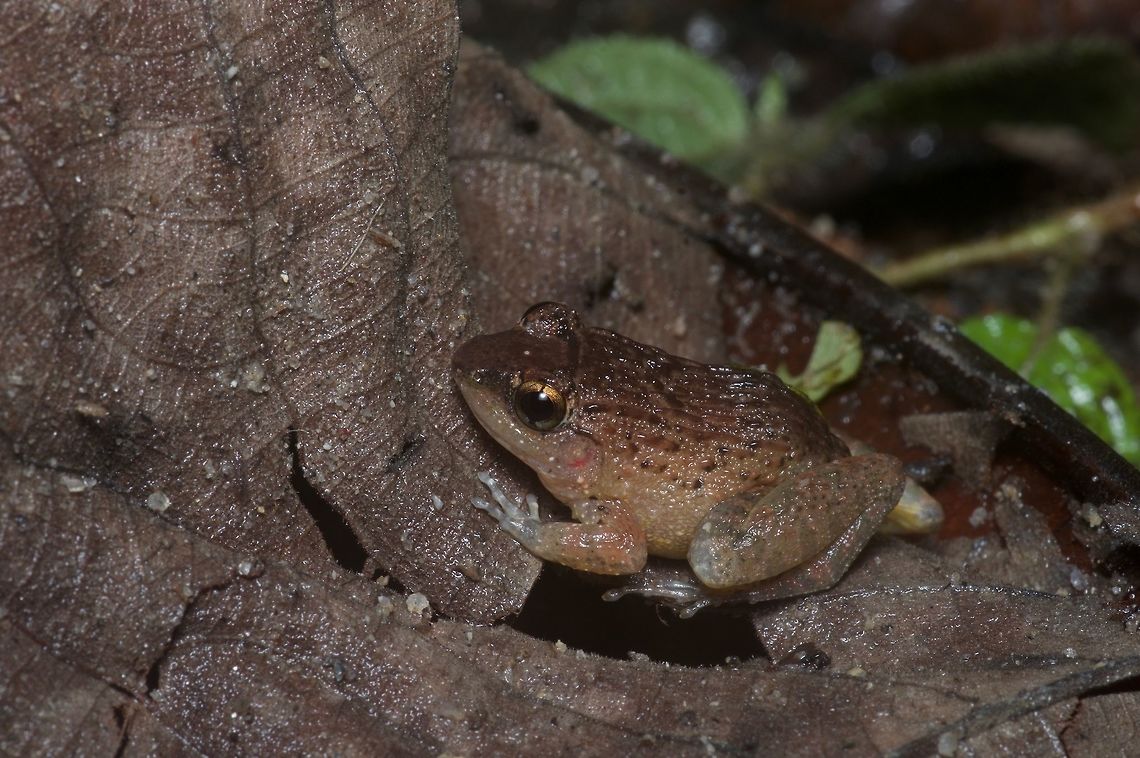 A Rhinoceros Frog, but without a horn Adult males of this species have a weird bump on their foreheads that was the inspiration for the name. I don&#039;t know what the purpose of this bump is. This one has no bump, so is either a female or a young male. Geotagged,Limnonectes plicatellus,Malaysia,Winter