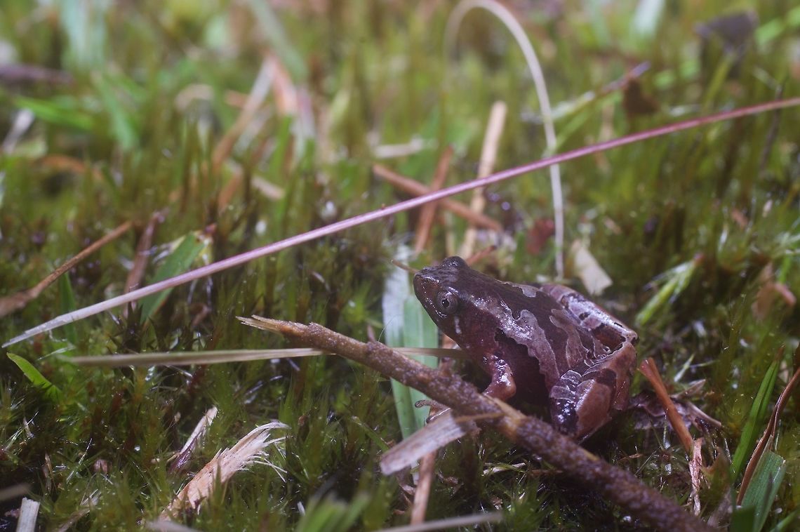 Putting the "Micro" in "Microhyla" This frog looks colorful and conspicuous, but it was very difficult to see at night, mostly because it was less than an inch long. Geotagged,Larut Hills rice frog,Malaysia,Microhyla annectens,Winter