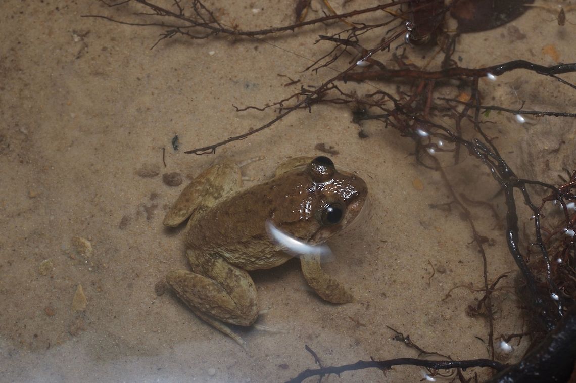 Fat little frog in a shallow stream The eyes of these frogs are tilted upwards so that they can still see well when they are almost entirely underwater. Broad-headed frog,Geotagged,Limnonectes conspicillatus,Malaysia,Winter