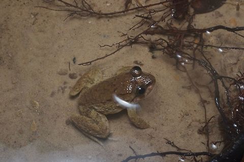 Fat little frog in a shallow stream The eyes of these frogs are tilted upwards so that they can still see well when they are almost entirely underwater. Broad-headed frog,Geotagged,Limnonectes conspicillatus,Malaysia,Winter
