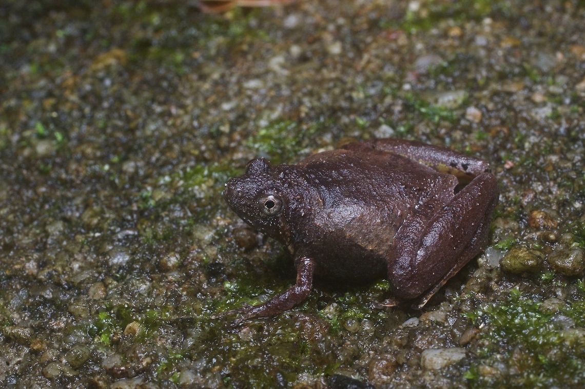 Microhyla berdmorei, both large and small You have to love the name &quot;Large Pygmy Frog&quot;. Geotagged,Malaysia,Microhyla berdmorei,Winter