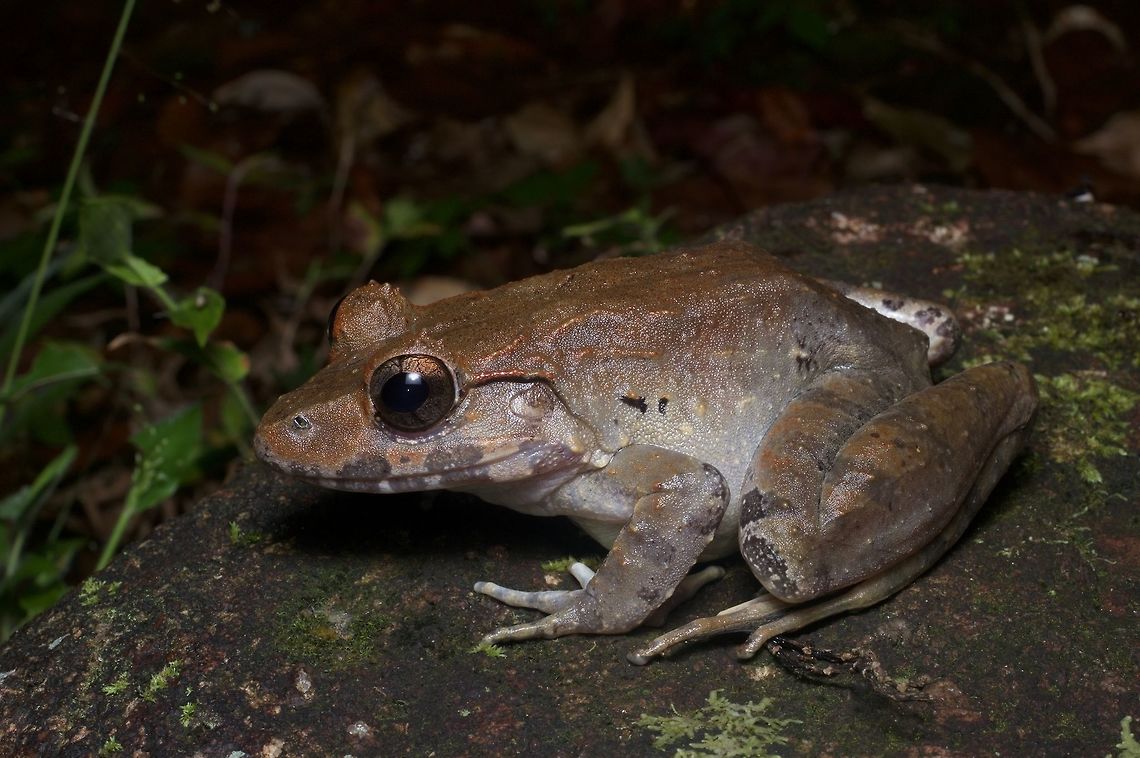 Very large Malesian Frog, grinning a little I just looked up &quot;Malesian&quot; and it means &quot;pertaining to the geographic region consisting of Malaysia, Indonesia, Brunei, New Guinea, and the Phillipines&quot;. Geotagged,Limnonectes malesianus,Malaysia,Malesian frog,Winter