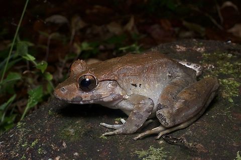 Very large Malesian Frog, grinning a little I just looked up "Malesian" and it means "pertaining to the geographic region consisting of Malaysia, Indonesia, Brunei, New Guinea, and the Phillipines". Geotagged,Limnonectes malesianus,Malaysia,Malesian frog,Winter