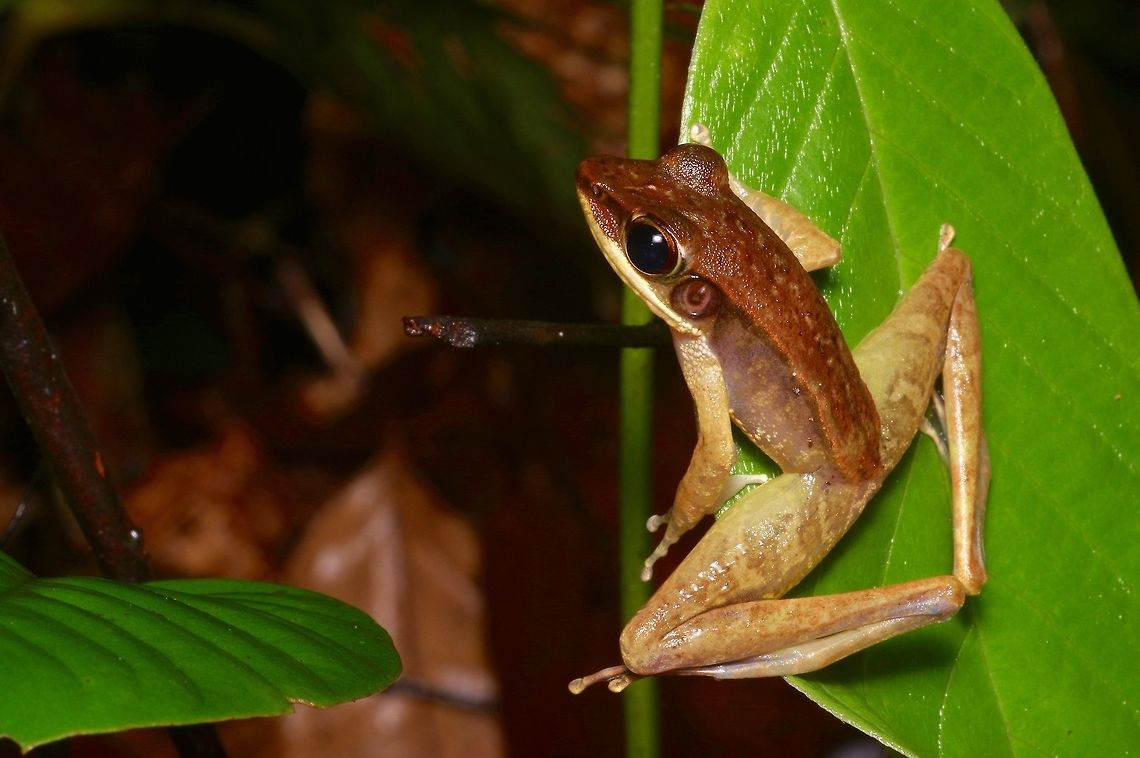 A Western Torrent Frog showing off its long long legs With back legs like that, you might expect that this frog can really jump far, and you would be right. Geotagged,Malaysia,Meristogenys jerboa,Winter