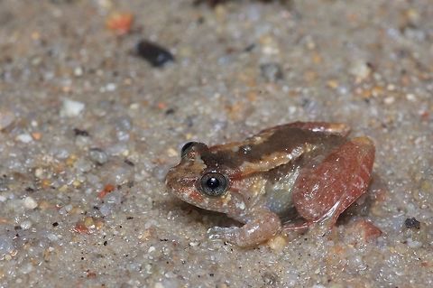 Tanahrata Wart Frog