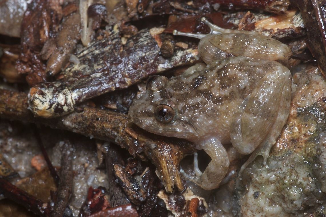 A Corrugated Frog on the wet ground The English name comes from the particular texture of this frog's skin. Geotagged,Limnonectes deinodon,Malaysia,Winter