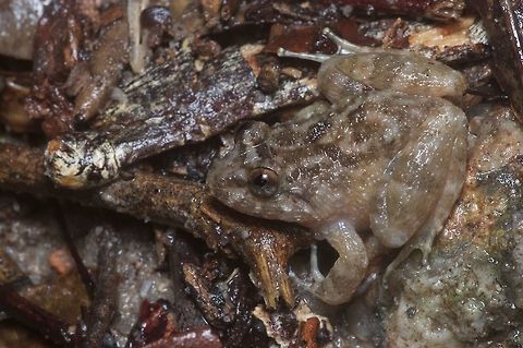 A Corrugated Frog on the wet ground The English name comes from the particular texture of this frog's skin. Geotagged,Limnonectes deinodon,Malaysia,Winter