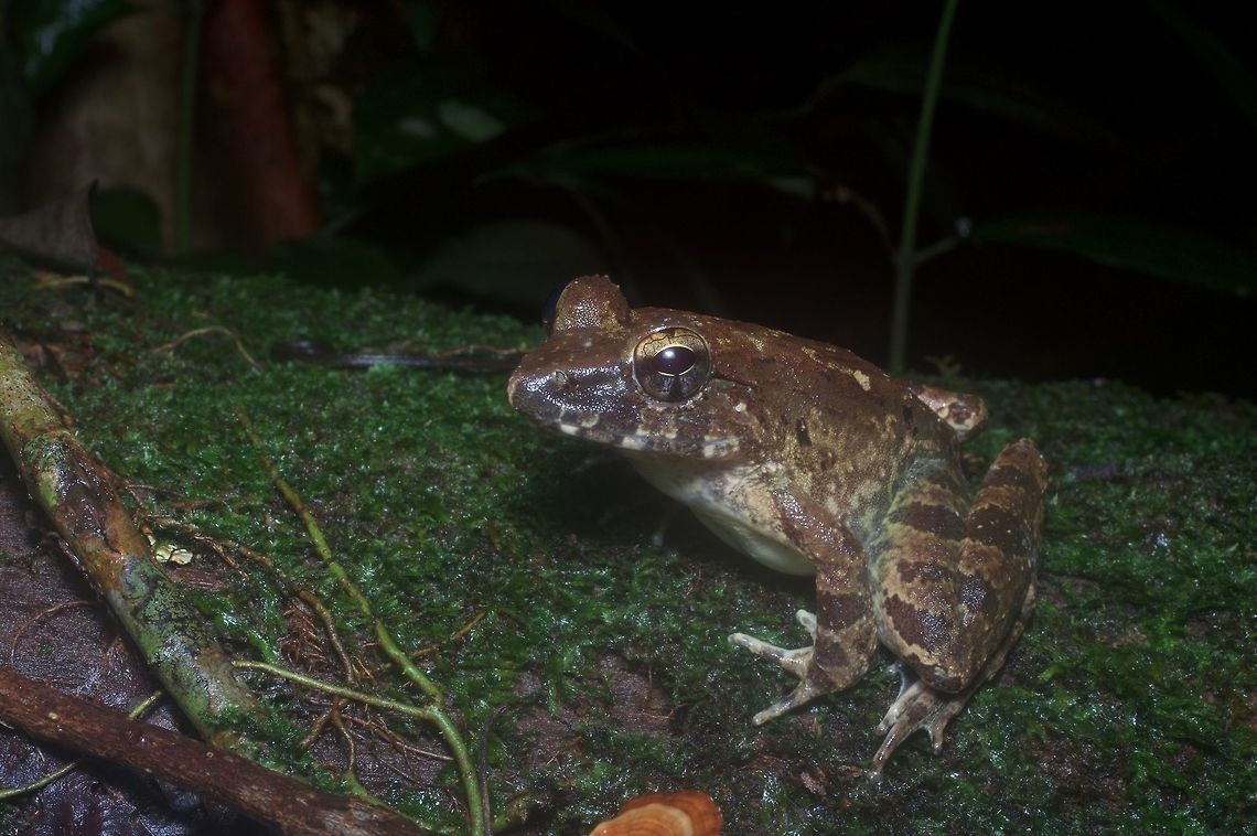 Giant River Frog on a mossy log This particular Giant River Frog was not near a river, but was on the banks of the famous Kubah National Park Frog Pond. Geotagged,Giant river frog,Limnonectes leporinus,Malaysia,Winter