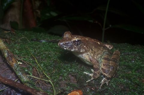 Giant River Frog