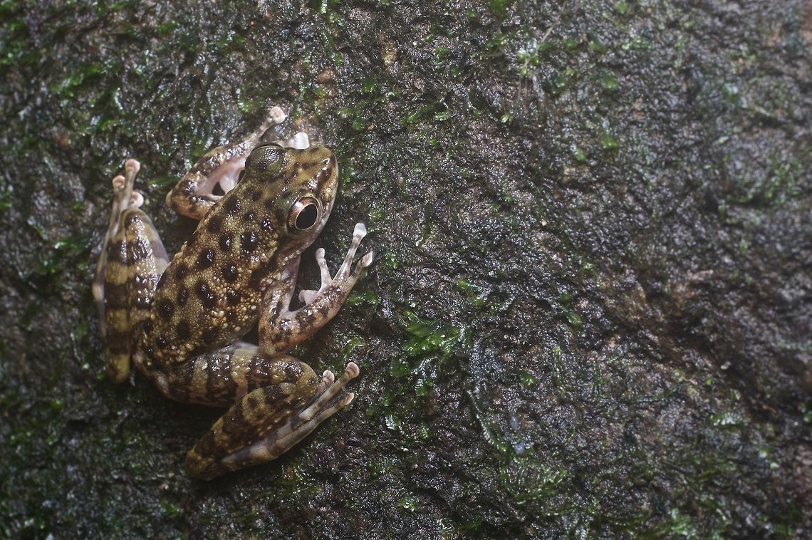 A Torrent Frog holds on tight These common but very interesting frogs live in fast-moving streams and rivers, where they navigate slippery wet rocks with ease due to their extra-strong grip. Amolops larutensis,Geotagged,Malaysia,Winter