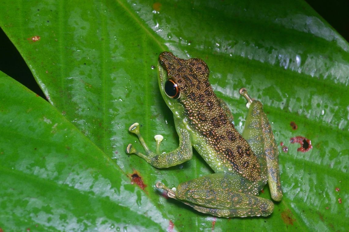 Black-spotted Rock Skipper on a leaf at night I wish these frogs could skip rocks, but alas they cannot. However, they do jump easily from rock to rock in fast-moving streams, which is almost as good. Black-spotted Rock Skipper,Geotagged,Malaysia,Staurois guttatus,Winter