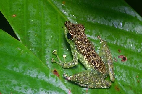 Black-spotted Rock Skipper