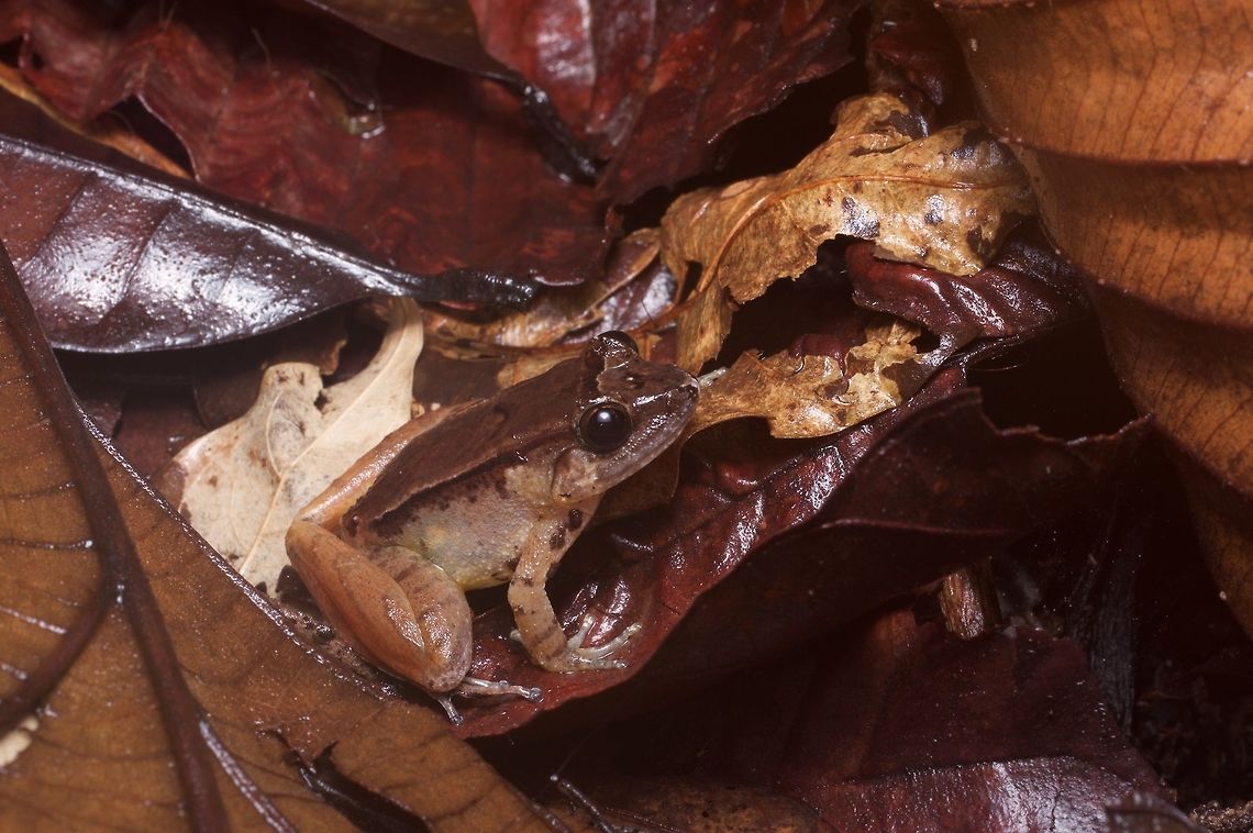Smooth Guardian Frog in leaf litter They are called "guardian frogs" due to the interesting behavior of the males, who sit in guard of a nest of eggs laid on land. When the eggs hatch the male carries the live tadpoles on its back into nearby water. Geotagged,Limnonectes palavanensis,Malaysia,Winter