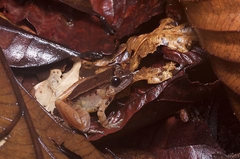 Smooth Guardian Frog in leaf litter They are called "guardian frogs" due to the interesting behavior of the males, who sit in guard of a nest of eggs laid on land. When the eggs hatch the male carries the live tadpoles on its back into nearby water. Geotagged,Limnonectes palavanensis,Malaysia,Winter