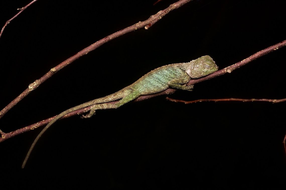 A young Black-lipped Shrub Lizard sleeping on a twig at night Sleep tight, little lizard. So peaceful! Black-lipped Shrub Lizard,Geotagged,Malaysia,Phoxophrys nigrilabris,Winter