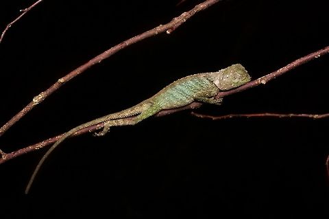A young Black-lipped Shrub Lizard sleeping on a twig at night Sleep tight, little lizard. So peaceful! Black-lipped Shrub Lizard,Geotagged,Malaysia,Phoxophrys nigrilabris,Winter