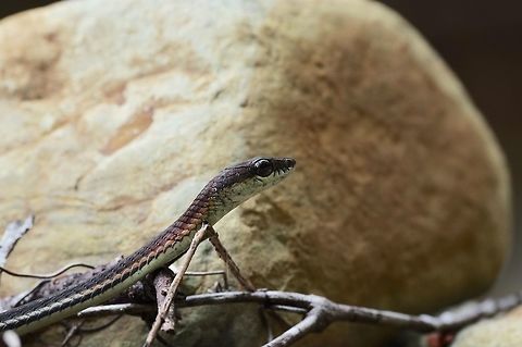 Close-up of a Striped Bronzeback on patrol I saw three of these common snakes in Malaysia. Two were asleep by night, but this one was patrolling some boulders at the edge of a stream. Dendrelaphis caudolineatus,Geotagged,Malaysia,Striped Bronzeback,Winter