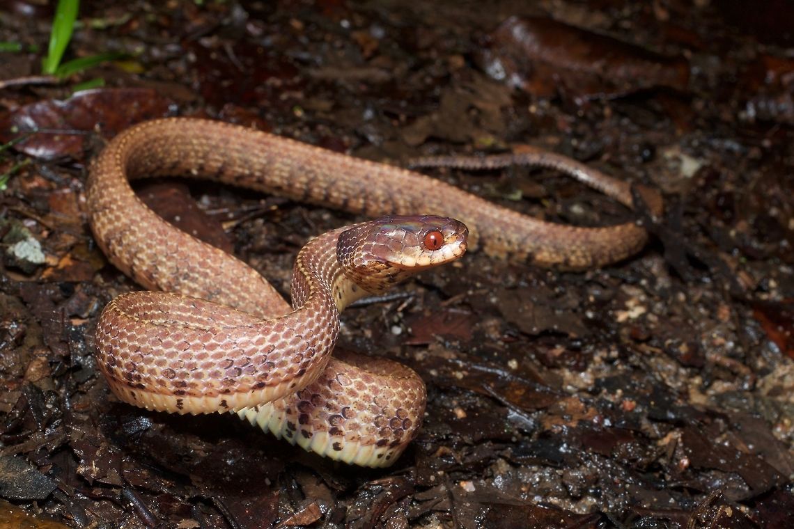 A docile Slug-eating Snake trying to act tough This slow-moving snake was crossing the road at night when we spotted it and tried to get it to stop moving for a few moments so we could take photos. It decided to act tough, raising its head and neck as if it were a viper and then lunging forward as if it were striking. But its lunges were comically slow, and several inches to the side of our outstretched hands. It didn't really fool us into thinking it was vicious. Asthenodipsas vertebralis,Geotagged,Malaysia,Mountain Slug-eating Snake,Winter
