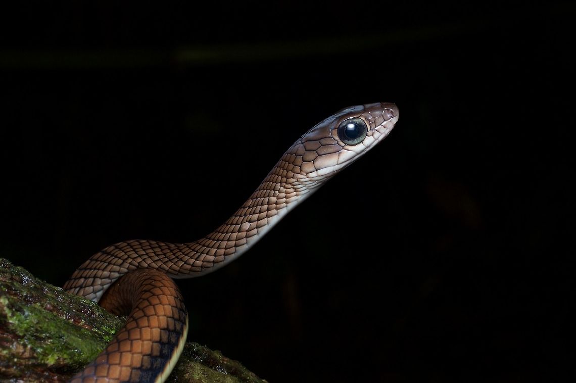 Close-up of a White-bellied Rat Snake at night You can tell from the huge eye that this is a diurnal snake with keen eyesight. We found this one sleeping at night and convinced it to sit still on a branch for some photos. Geotagged,Malaysia,Ptyas fusca,Winter
