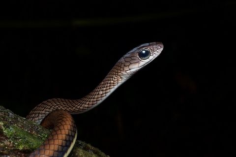 White-bellied Rat Snake