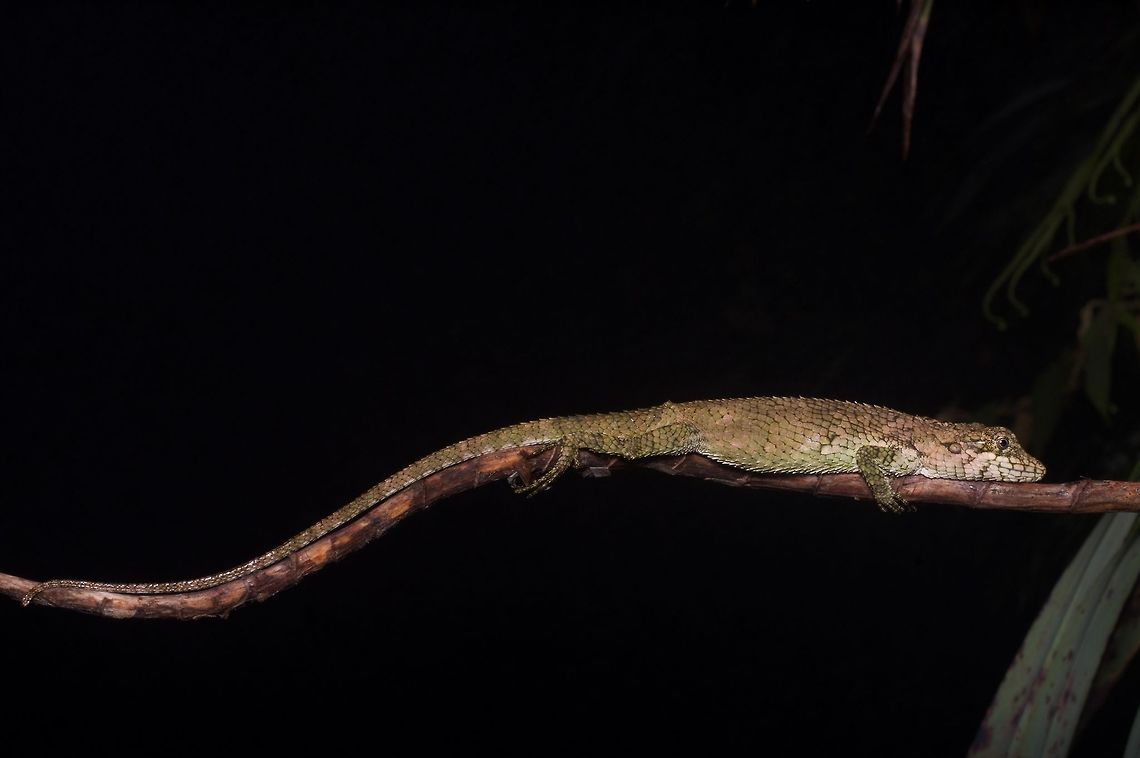 A sleeping Viserion's False Garden Lizard I saw many sleeping agamid lizards in Malaysia. This was the rarest one, a newly-described species known only from a handful of specimens in a very small area. Check out the crazy big sloppy scales. Geotagged,Malaysia,Pseudocalotes viserion,Viserion's False Garden Lizard,Winter