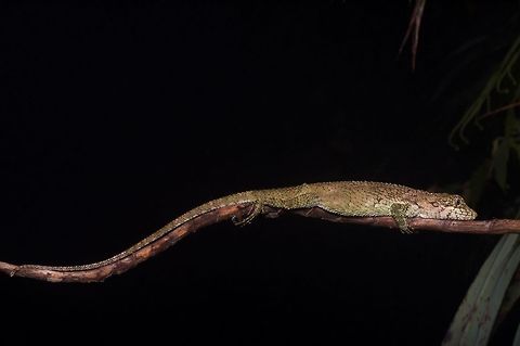 Viserion's False Garden Lizard