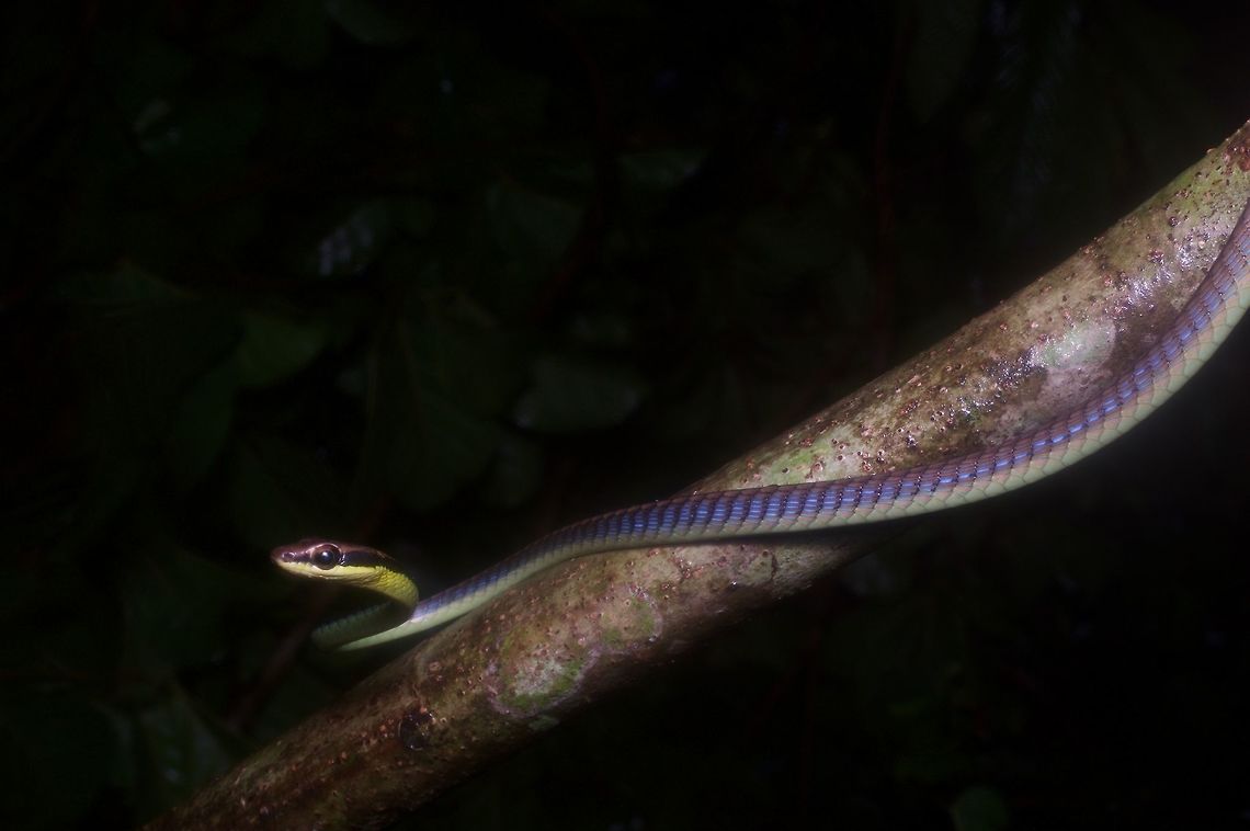 An alert Blue Bronzeback on a branch at night These snakes are diurnal, but if you disturb one when it is sleeping, it will wake up and become extremely wary and fast very quickly. Dendrelaphis cyanochloris,Geotagged,Malaysia,Walls Bronzeback,Winter