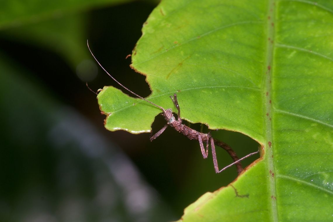 Tiny phasmid chowing down This was from Semenyih, Selangor. Geotagged,Malaysia,Winter