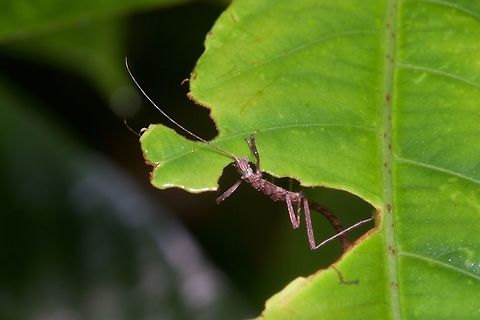 Tiny phasmid chowing down This was from Semenyih, Selangor. Geotagged,Malaysia,Winter