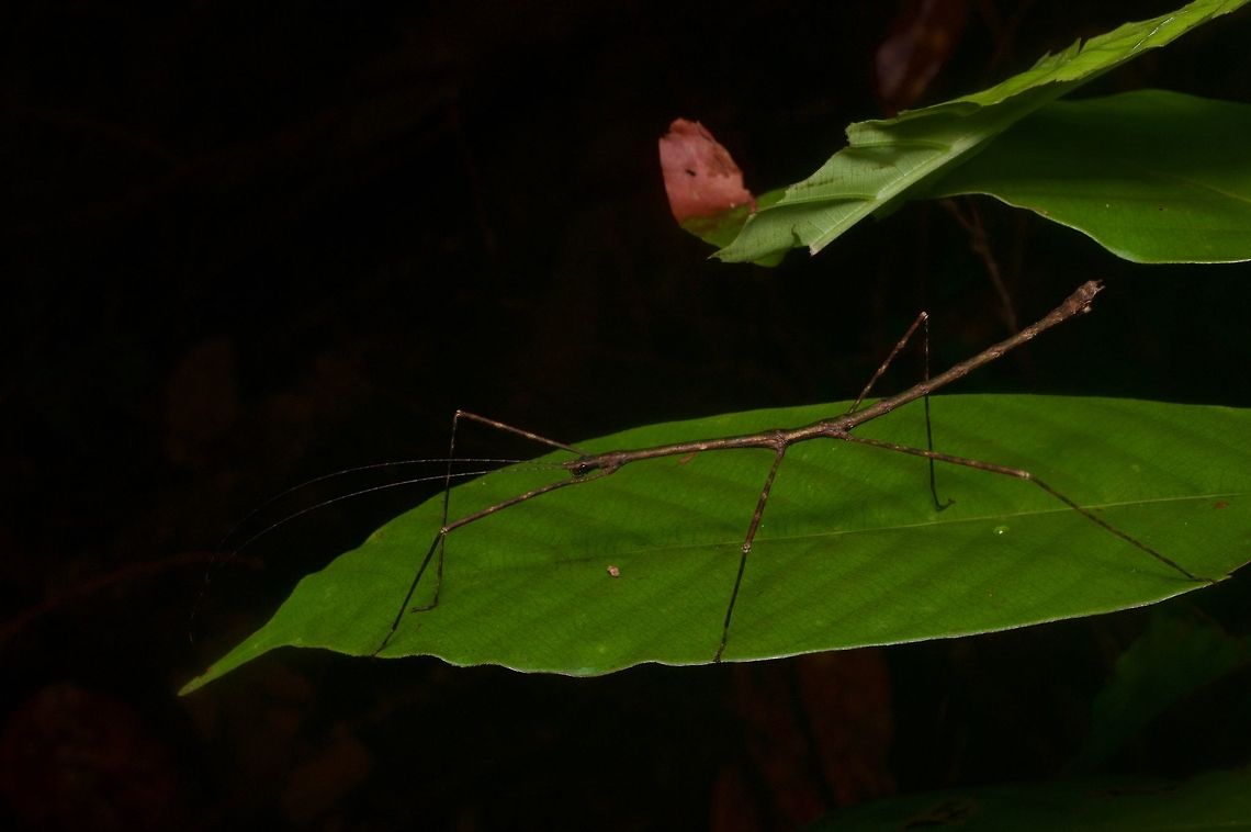 Thin brown phasmid on leaf From Santubong peninsula. Haven't tried to track down ID yet. Geotagged,Malaysia,Winter