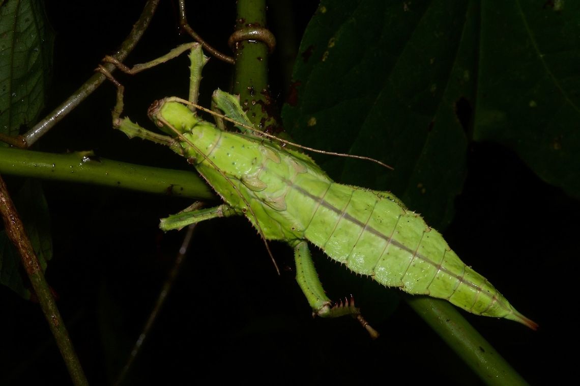 Intimidatingly large Malayan Jungle Nymph I saw many of these in Peninsular Malaysia, and they were all intimidatingly large. Geotagged,Heteropteryx dilatata,Malayan jungle nymph,Malaysia,Winter