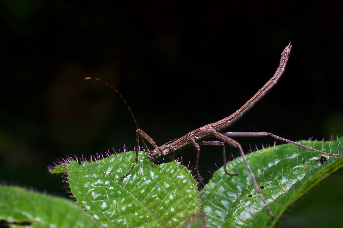 Tiny phasmid with banded antenna gobbling a leaf This was from Fraser&#039;s Hill. Geotagged,Malaysia,Winter
