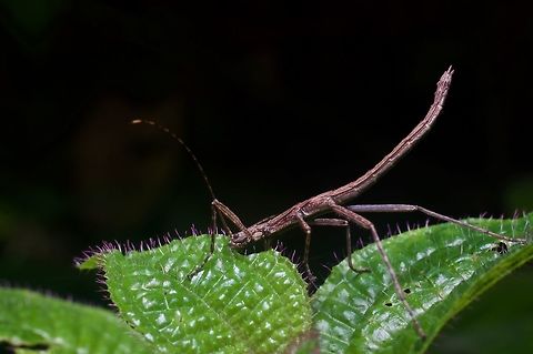 Tiny phasmid with banded antenna gobbling a leaf This was from Fraser's Hill. Geotagged,Malaysia,Winter